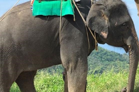 فیل سواری ستاره ثروتمند و مشهور در تایلند +عکس