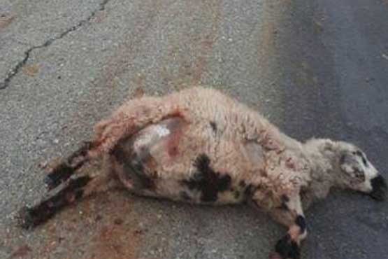 تریلر ، گوسفندان را قتل عام کرد + عکس