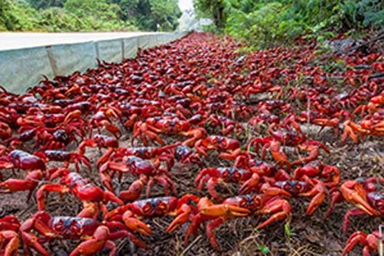 مهاجرت میلیونی خرچنگ‌های قرمز