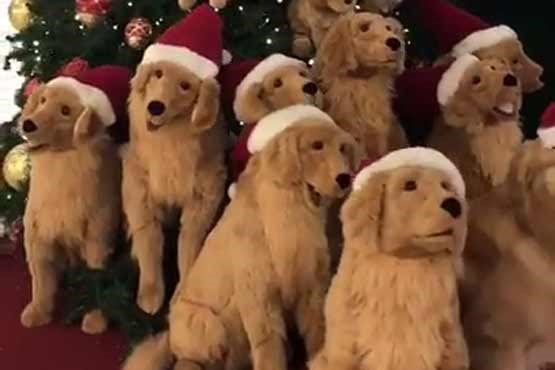 سگهای مودب در کریسمس