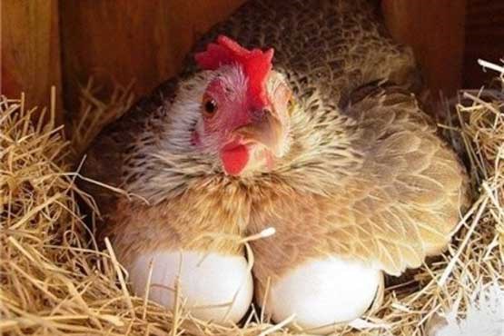 مردم برای مصرف مرغ و تخم مرغ نگران نباشند