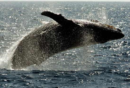 لحظه حیرت آور تلاش یک نهنگ برای نجات انسان از دست کوسه (فیلم)