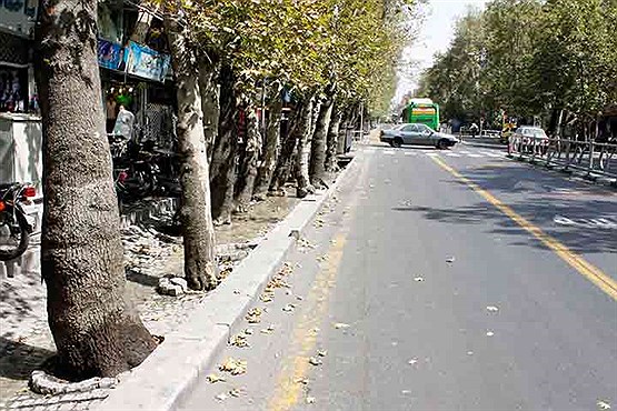 سیمان بلای جان درختان شهر تهران