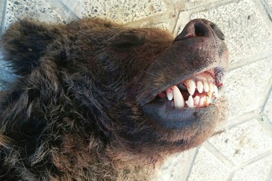چه کسی توله خرس کیاسر را کشت + عکس