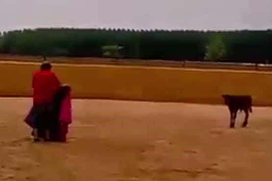 حرکت تاکتیکی یک گاو در اسپانیا برای زدن گاوباز (فیلم)
