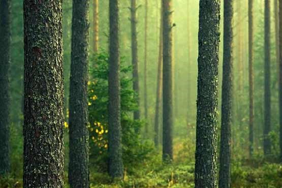 نمایی زیبا از پارک‌ جنگلی زرقان +عکس