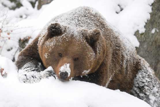 ذوق زدگی توله خرس قهوه‌ای باغ وحش تهران از دیدن برف (فیلم)