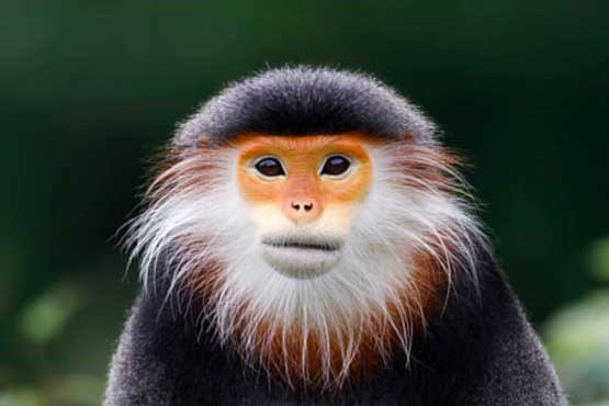 میمون بسیار نادر و زیبا+عکس