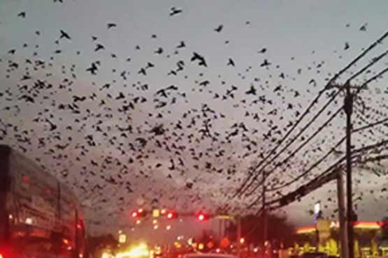 حمله‌ور شدن هزاران پرنده به یک شهر + فیلم