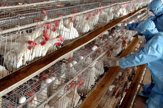 گسترش عجیب آنفلوانزای فوق حاد پرندگان در کشور