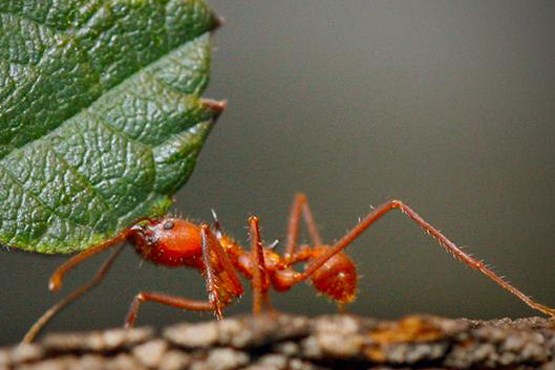 مورچه ای که زخم را درمان می کند