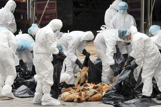 شیوع آنفلوآنزای پرندگان در چین در بحبوحه جنگ با «کرونا»