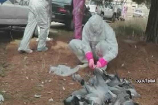 راز مرگ کبوتران وحشی در اسلام آباد غرب