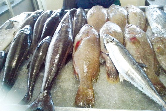 قیمت انواع ماهی در میادین +جدول