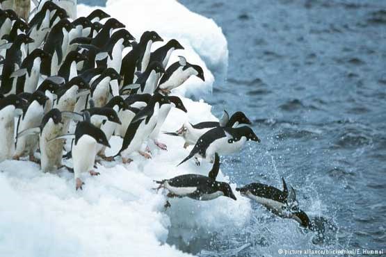 کشف ۱/۵میلیون پنگوئن در جزیره‌ای متروک