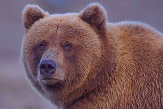 تردد خرس مادر و توله‌هایش در مناطق جنگلی شفت