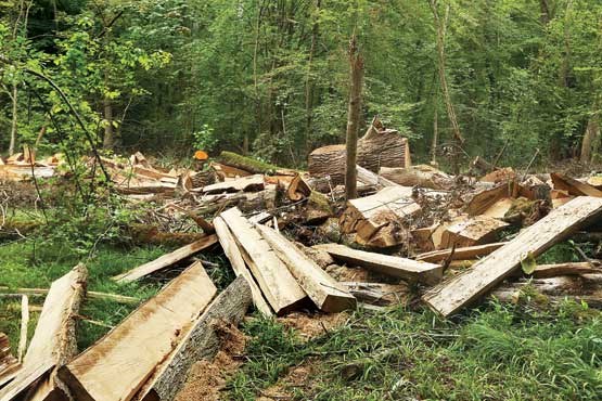 چالش ها و معضلات جنگل های کشور