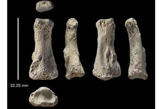 کشف فسیل 88000 ساله در عربستان