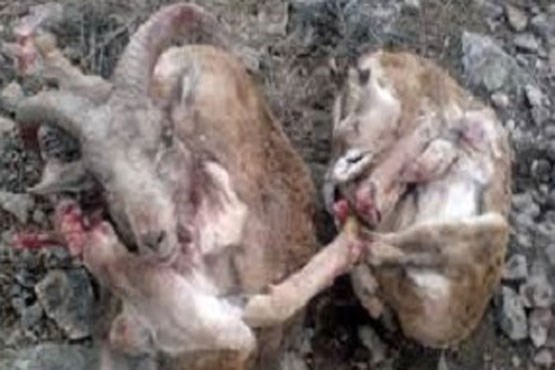 شکنجه قوچ ایرانی توسط شکارچی در لباس محیط بان