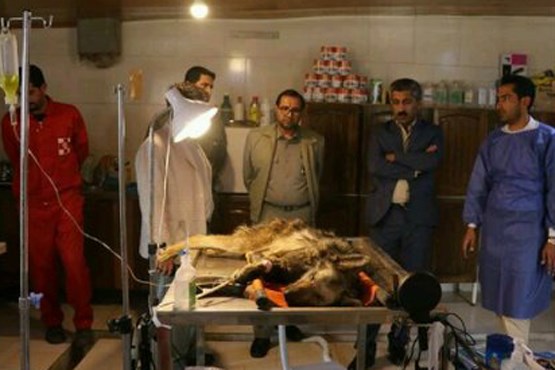 تیمار گرگ زخمی در مرکز درمانی +عکس