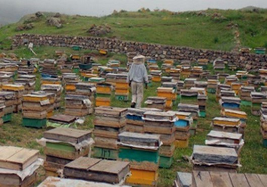 استقرار ۲۹۹ هزار کلنی زنبور در طبیعت چهارمحال و بختیاری