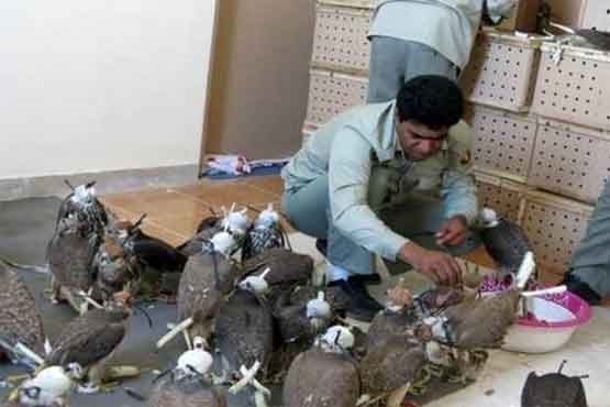 کشف ۸۴۰ قطعه پرنده قاچاق در سیستان و بلوچستان