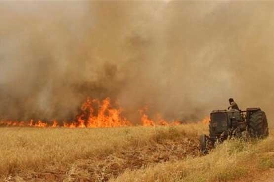 آتش زدن مزارع؛ سلاح جدید داعش