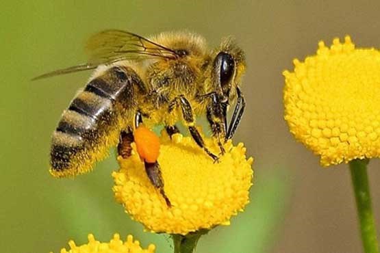 زنبورهای عسل می توانند نمادها و اعداد را به هم مرتبط کنند