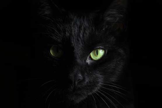 بدشگونی گربه سیاه حقیقت دارد؟