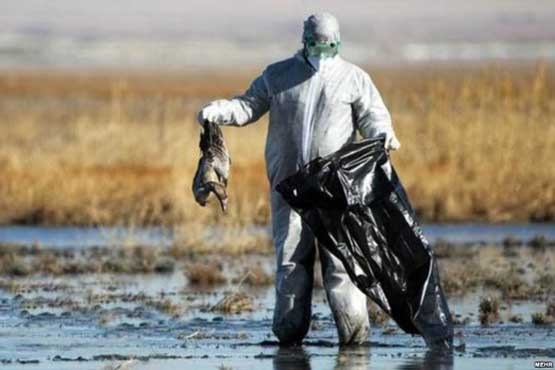 ایران از بیماری آنفلوآنزای پرندگان پاک اعلام شد