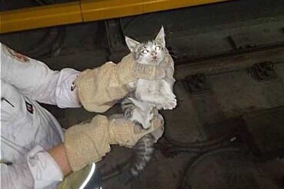 عملیات آتش‌نشانی برای نجات گربه در ایستگاه مترو +عکس