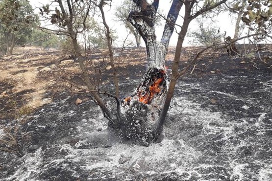آتش سوزی در جنگل های منطقه حفاظت شده دنا +عکس