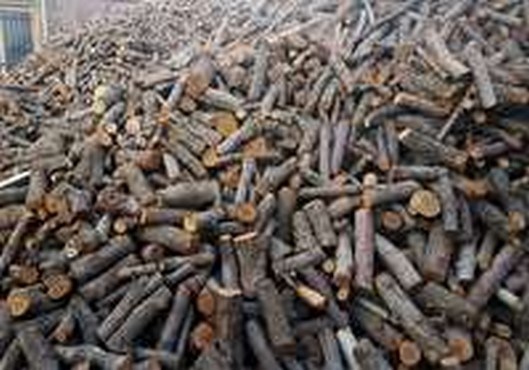 تشکیل ۲۶۹ پرونده تخلف مبارزه با قاچاق چوب و زغال