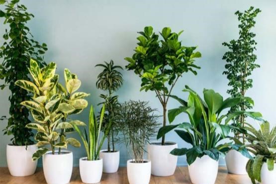چند گیاه آپارتمانی که در خانه شما خوب رشد می‌کند