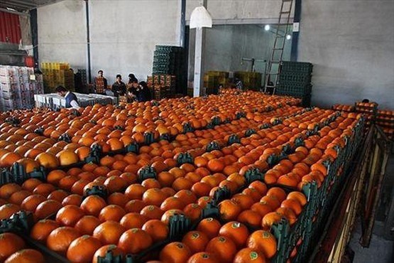 ذخیره سازی 1200 تن میوه شب عید