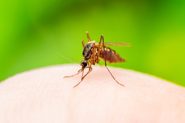 به گفته سازمان بهداشت جهانی، پشه و حشرات و نیش آنها نمی‌تواند ویروس کرونا را به انسان انتقال دهد.برای از بین بردن پشه ها باید اب های راکد را از محل زندگی زدود و اقدامات مقابله ای انجام داد.احتمال اینکه مگس با قرار گرفتن روی سطح الوده و پرواز به محل دیگر ویروس کرونا را انتقال دهد بشیار پایین است.