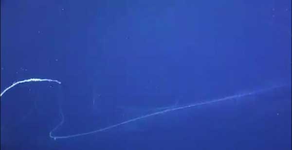 رصد موجودی عجیب در آب های استرالیا (+عکس) رصد موجودی عجیب در آب های استرالیا (+عکس)