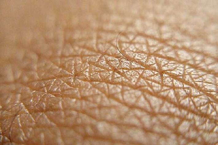 پژوهشگران آمریکایی، نوعی پوست انسانی را در آزمایشگاه ابداع کرده‌اند که قابلیت رویش مو دارد و می‌تواند یک منبع مهم برای پژوهش‌های علمی باشد.