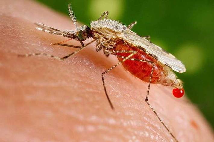 مالاریا یکی از بیماری‌های عفونی است که در مناطق گرمسیری شیوع فراوانی دارد و باید برای پیشگیری از آن در آب وهوای گرم اصول بهداشتی را رعایت کرد.