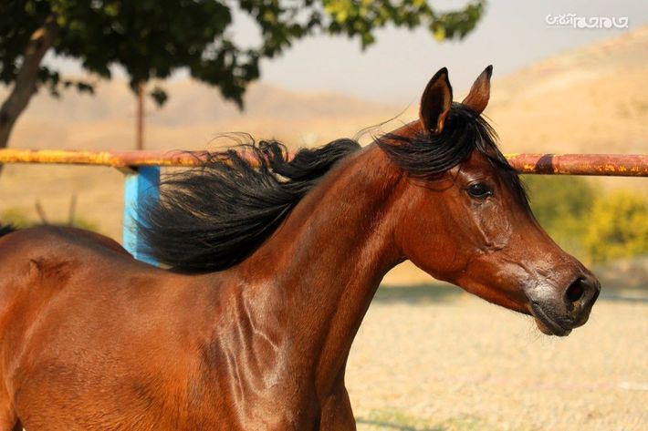 جشنواره ملی زیبایی اسب عرب در اردبیل