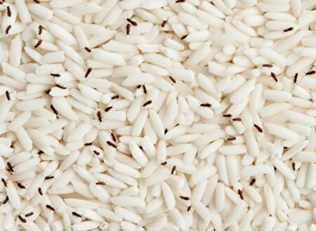 چگونه کیسه‌های برنج را از شر شپشک رها کنیم؟