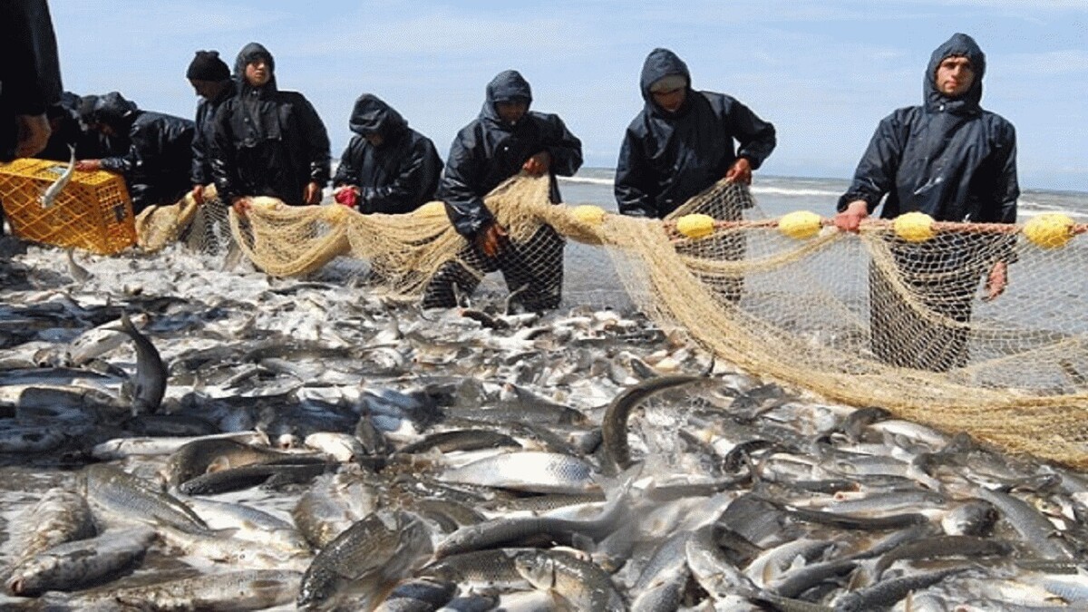 ۵۱۲ تن ماهی استخوانی از خزر صید شد