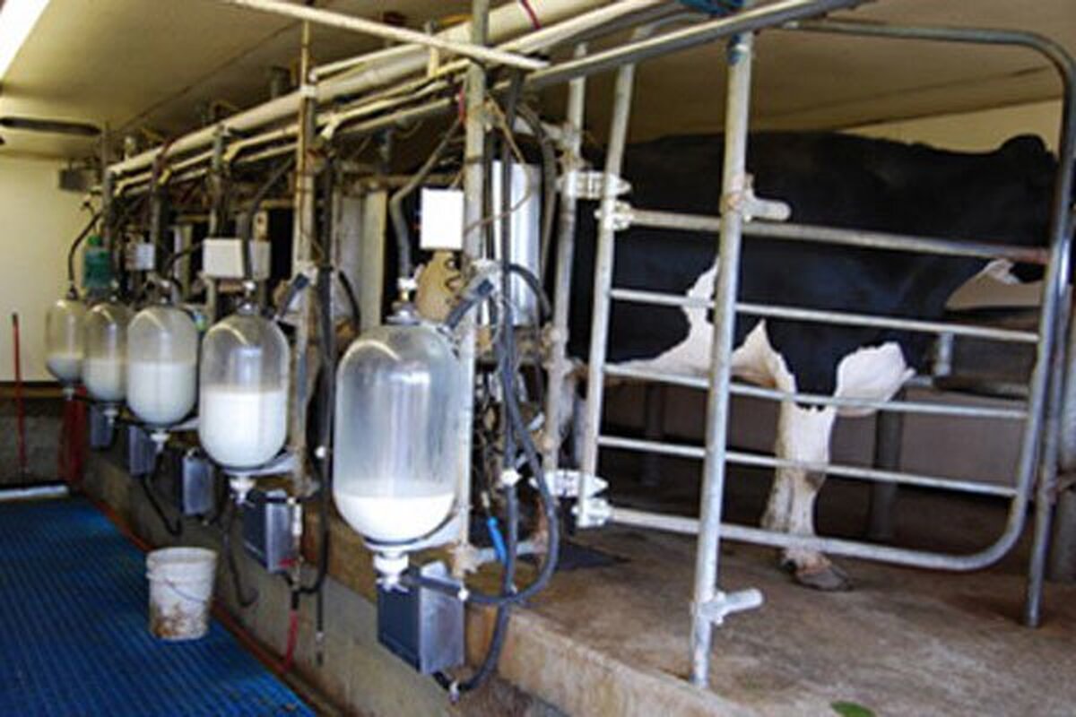 تولید و عرضه هشت هزار و 100 تن شیرخام در دامداری های شهرستان تنکابن