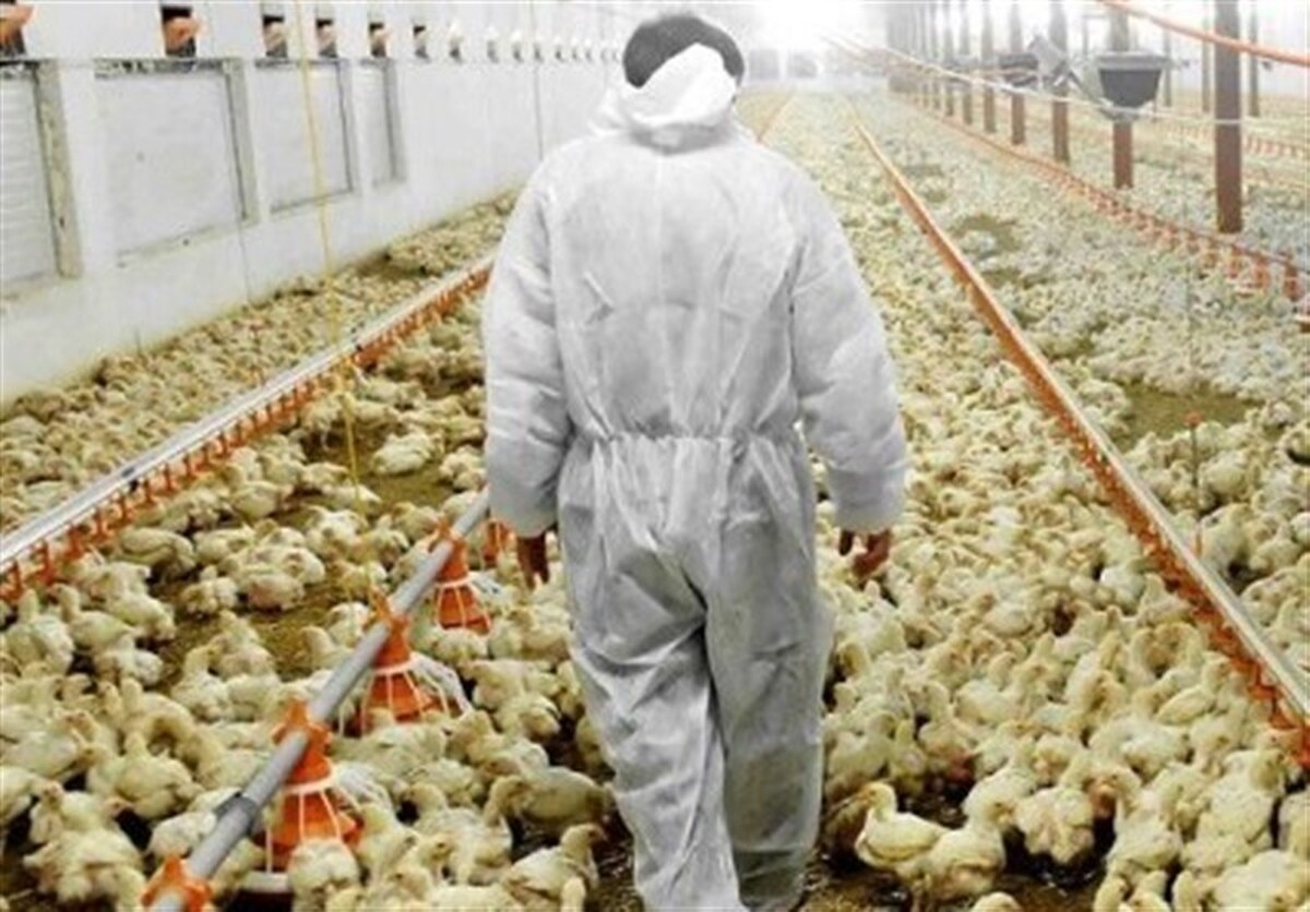 مازندران دارای ۹۷ درصد واحد فعال مرغداری است که رتبه ۴ کشور از لحاظ تعداد واحد‌های فعال مرغداری گوشتی است.