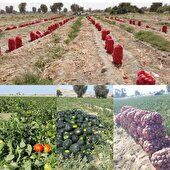 مبادله ۸۴ هزارو ۵۳۹ تن محصولات کشاورزی درمرز‌های رسمی سیستان وبلوچستان