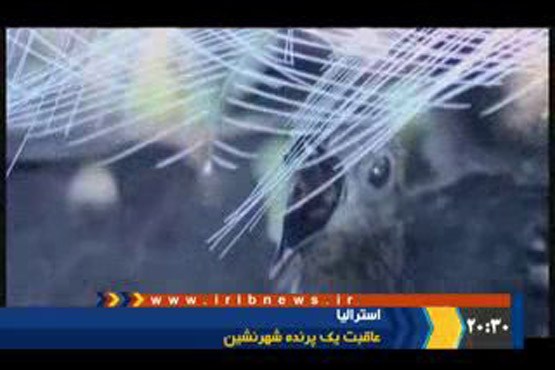 عاقبت پرنده شهرنشین