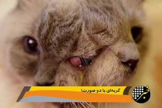 گربه‌ای با دو صورت