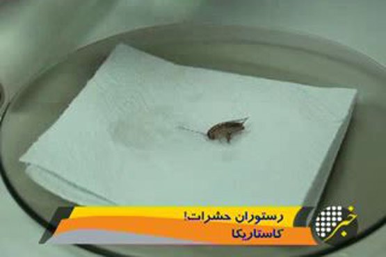 رستوران حشرات در کاستاریکا