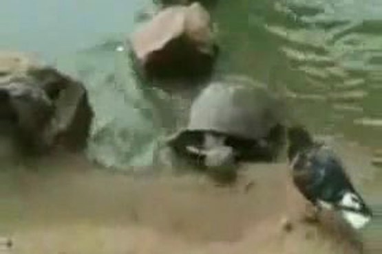 شکار اردک توسط لاک‌پشت