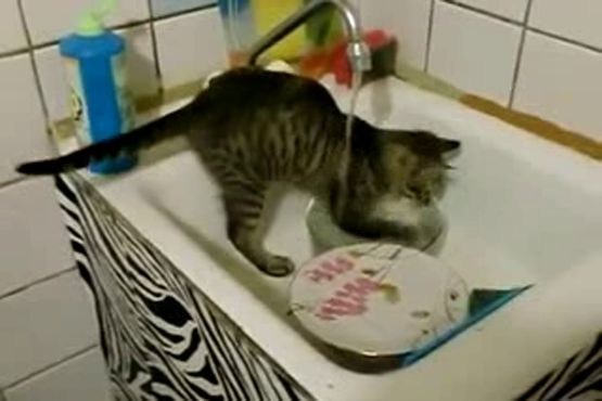ظرف شستن گربه